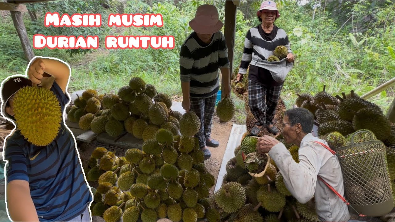 LEPAS PETIK RAMBUTAN KEMBALI KE KEBUN DURIAN