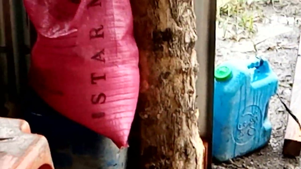 MAGSABOY ng asin sa Fishpond pagka tapos ng ulan.
