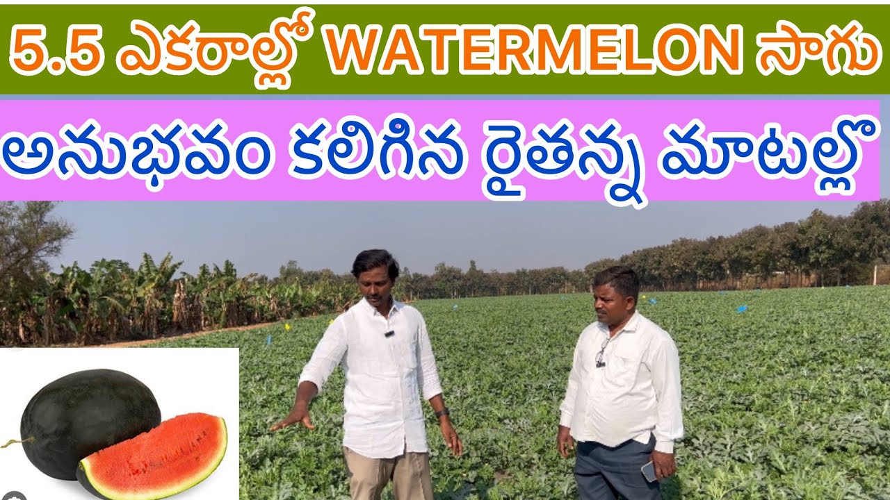 WATERMELON CULTIVATION//పుచ్ఛకాయ సాగు#raj farming