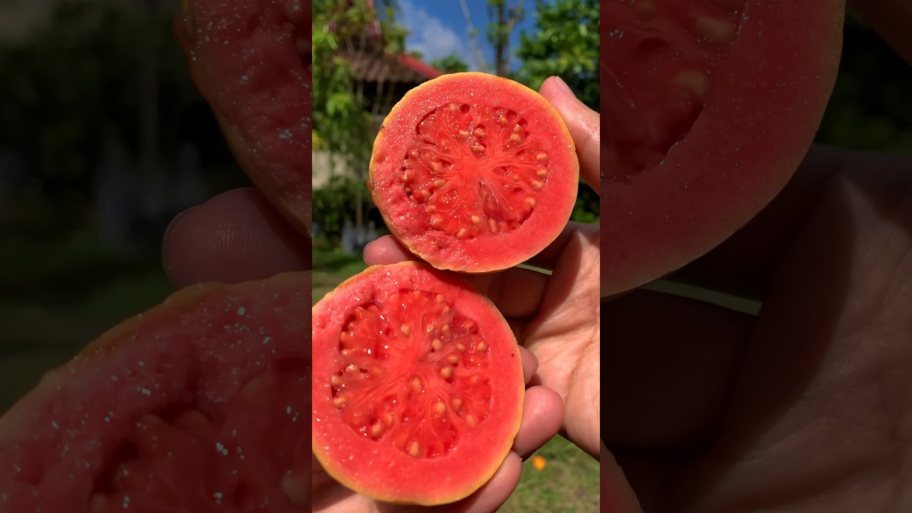Cara makan jambu biji #jambubiji #guava