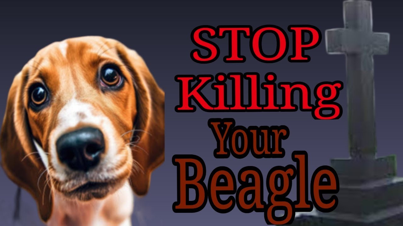 Death By Owner? Save Your Beagle!