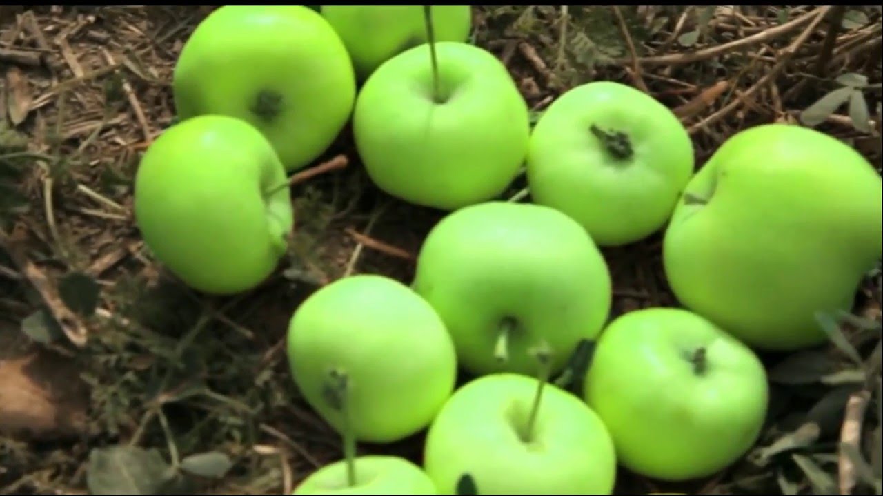 ApplePhenon&reg; - Apple Polyphenols