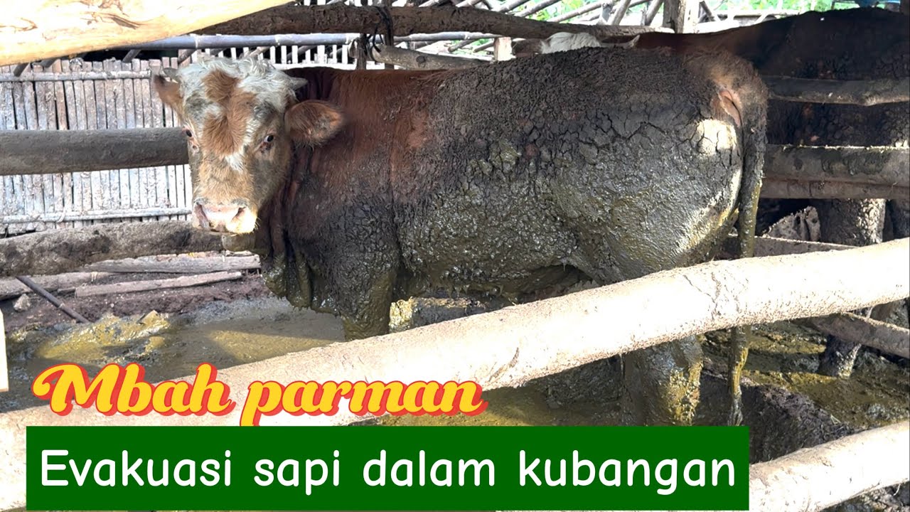 PENGAMBILAN SAPI PENUH LUMPUR DI GUNUNGKIDUL‼️