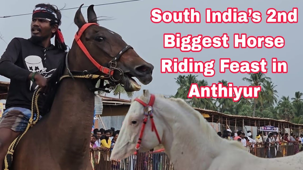 South India&rsquo;s 2nd Biggest Horse Riding Feast Anthiyur |Premium Horse Show.