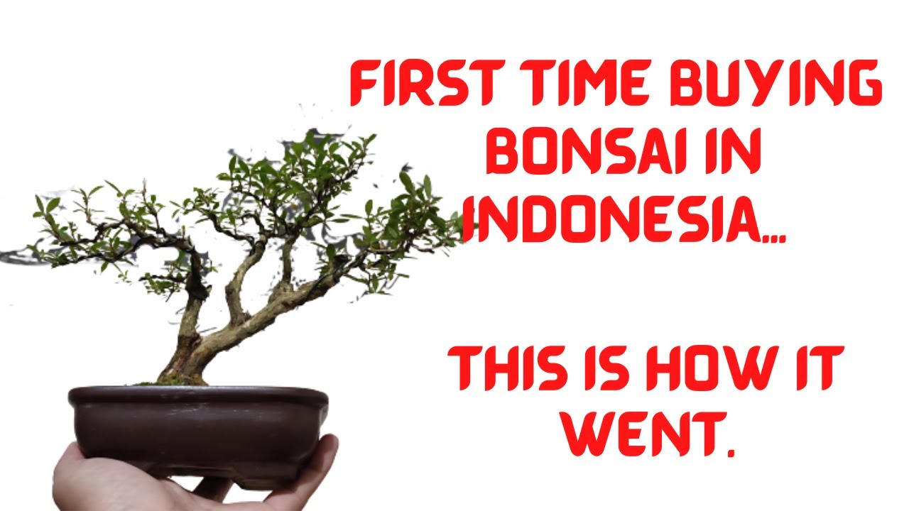 Bought a Bonsai Online. This is What Happened!