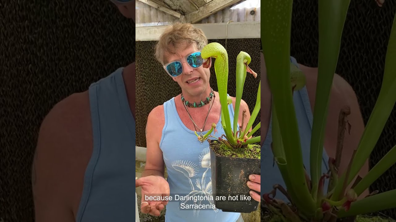Cobra Plant Darlingtonia Care and Seed Sowing