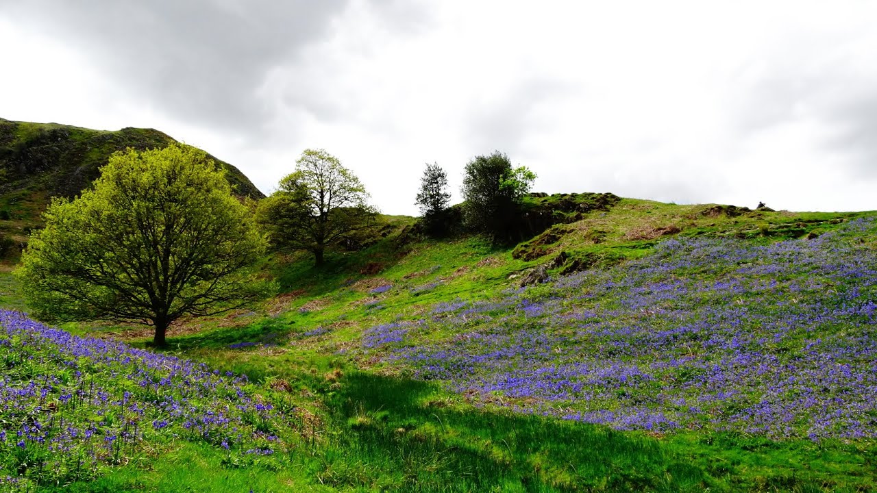 Lake District Part 2 Grasmere, Slater Bridge, Skewith Bridge, Elterwater, Cathedral Cave & Bluebells