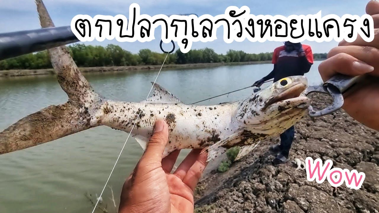 ตกปลากุเลาวังหอยแครง🎣😄 วังนี้ปลาเยอะมาก🎣🎣