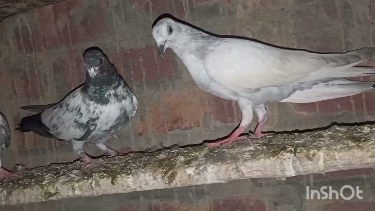 Home breed parwazi baby//Shok kaboter Bazi 