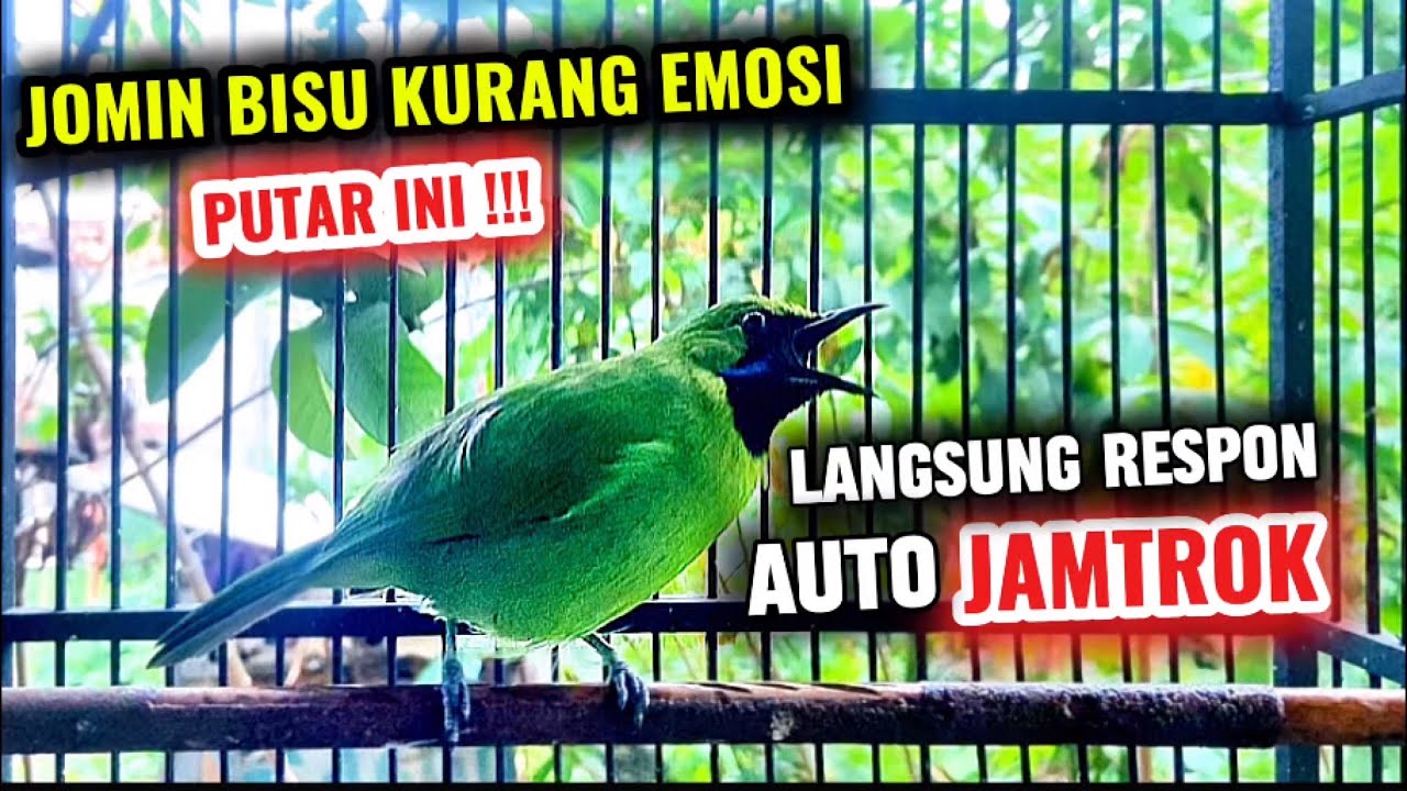 Cucak ijo mini gacor bagus untuk pancingan emosi jomin bahan agar rajin bunyi