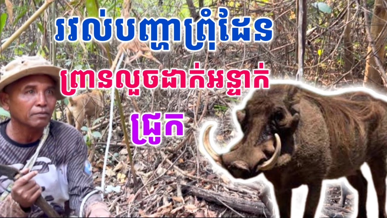 អាជ្ញាធរ​ជាប់រវល់បញ្ហាព្រុំដែនចោរថៃឈ្លានពាន​ ព្រានឯណេះក៏សកម្មលួចដាក់អន្ទាក់យកជ្រូក