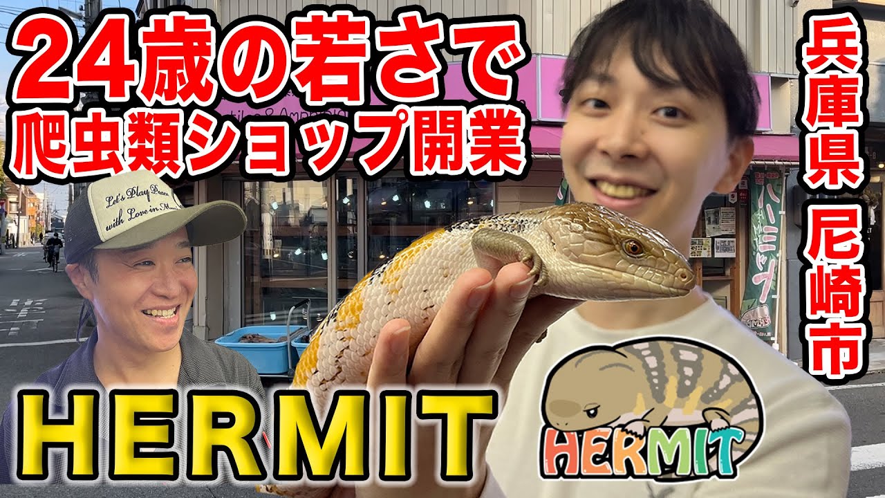 【HERMIT（ハーミット）】爬虫類店巡り！超若手！？アオジタトカゲが大好きな店主がいる尼崎市のショップ