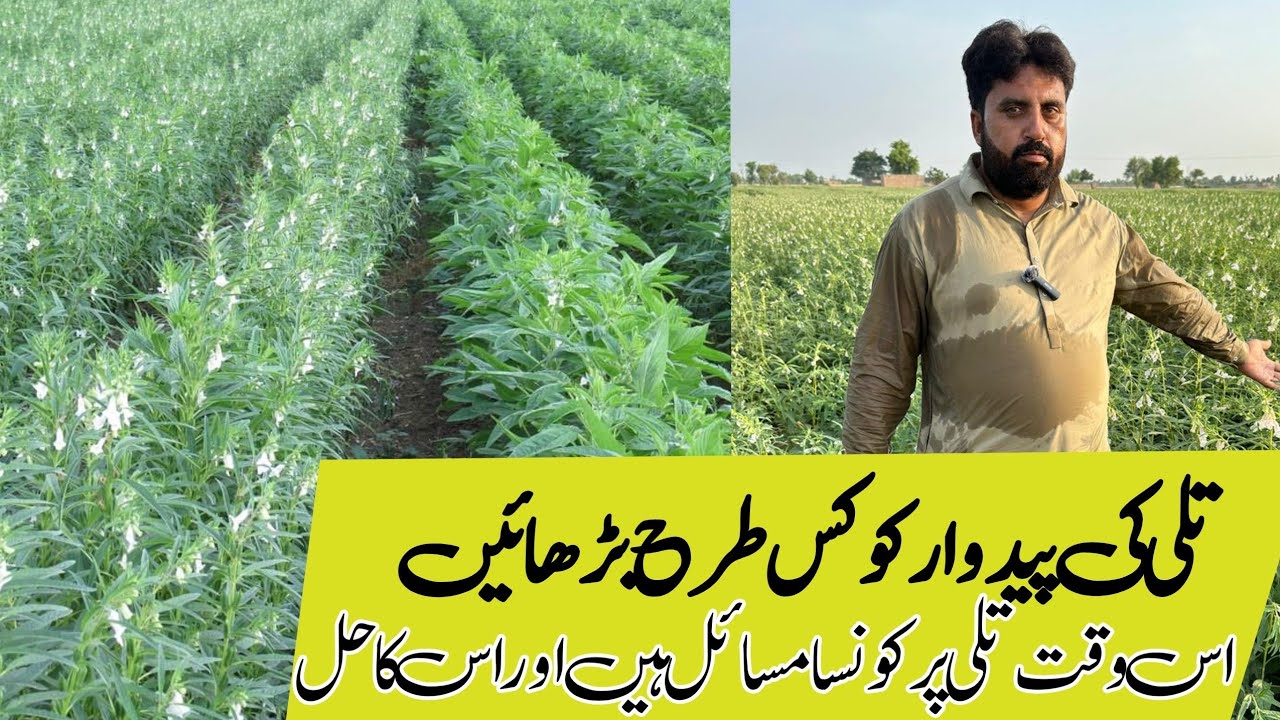 how to get high yield in Sesame (تلی) farming | Tilli Me merid bug ka control | تلی کے مسائل اور حل