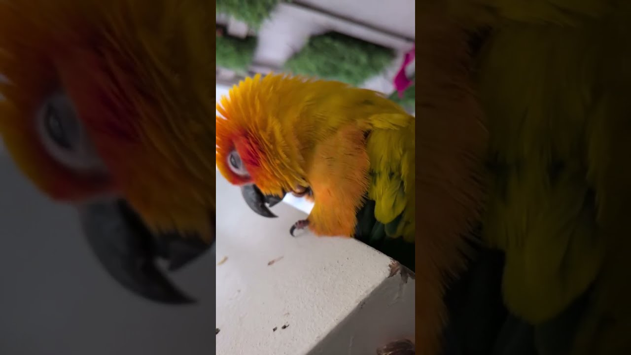 Afternoon fun, ParrotGoldie is live #shorts #viral 