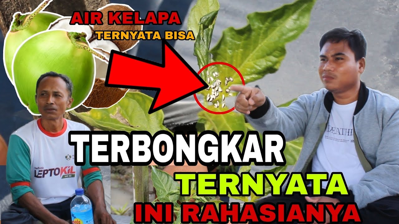 TERBONGKAR!!! INI RAHASIA MERAWAT TANAMAN CABE DARI SERANGAN VIRUS DAN HAMA | Mahir Bertani