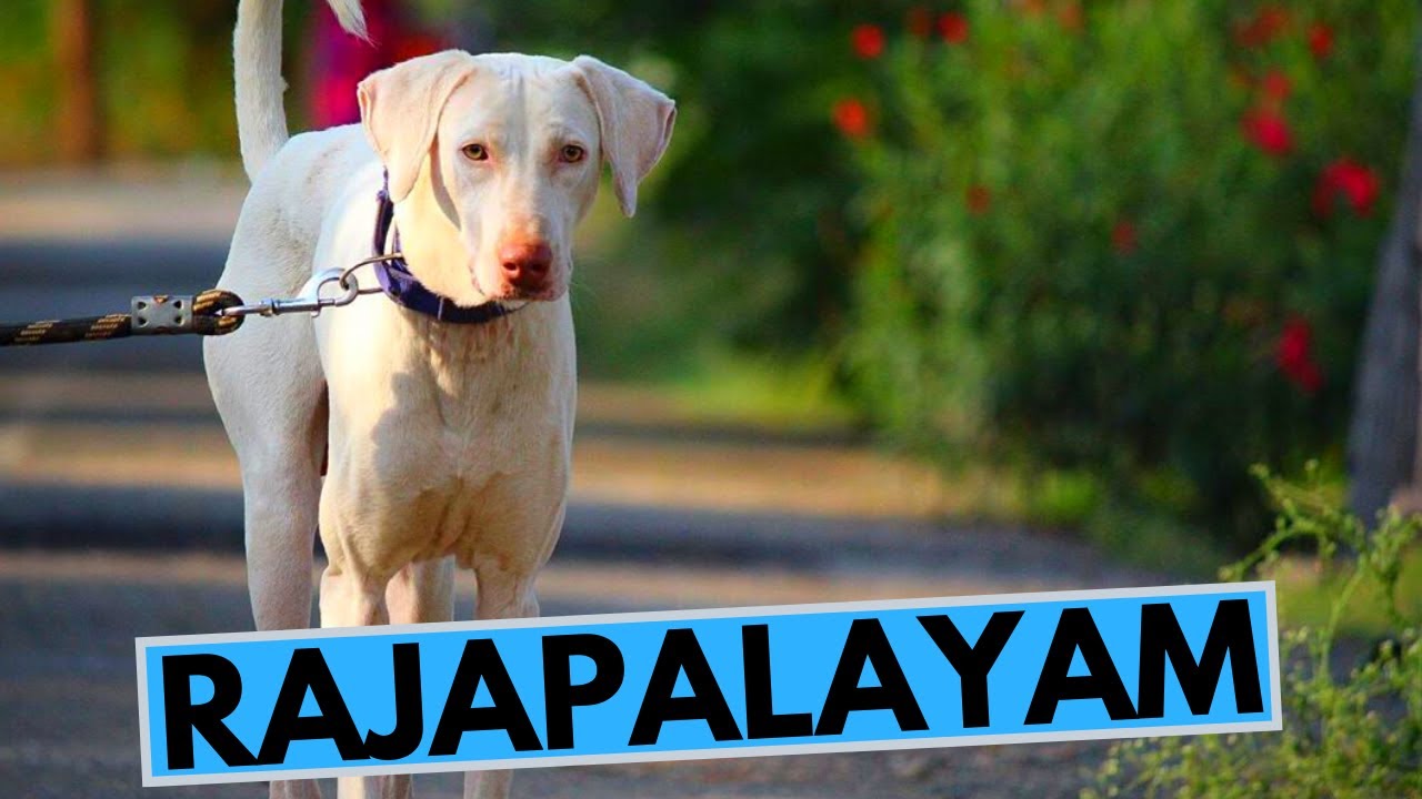 Rajapalayam Dog Breed - Facts and Information