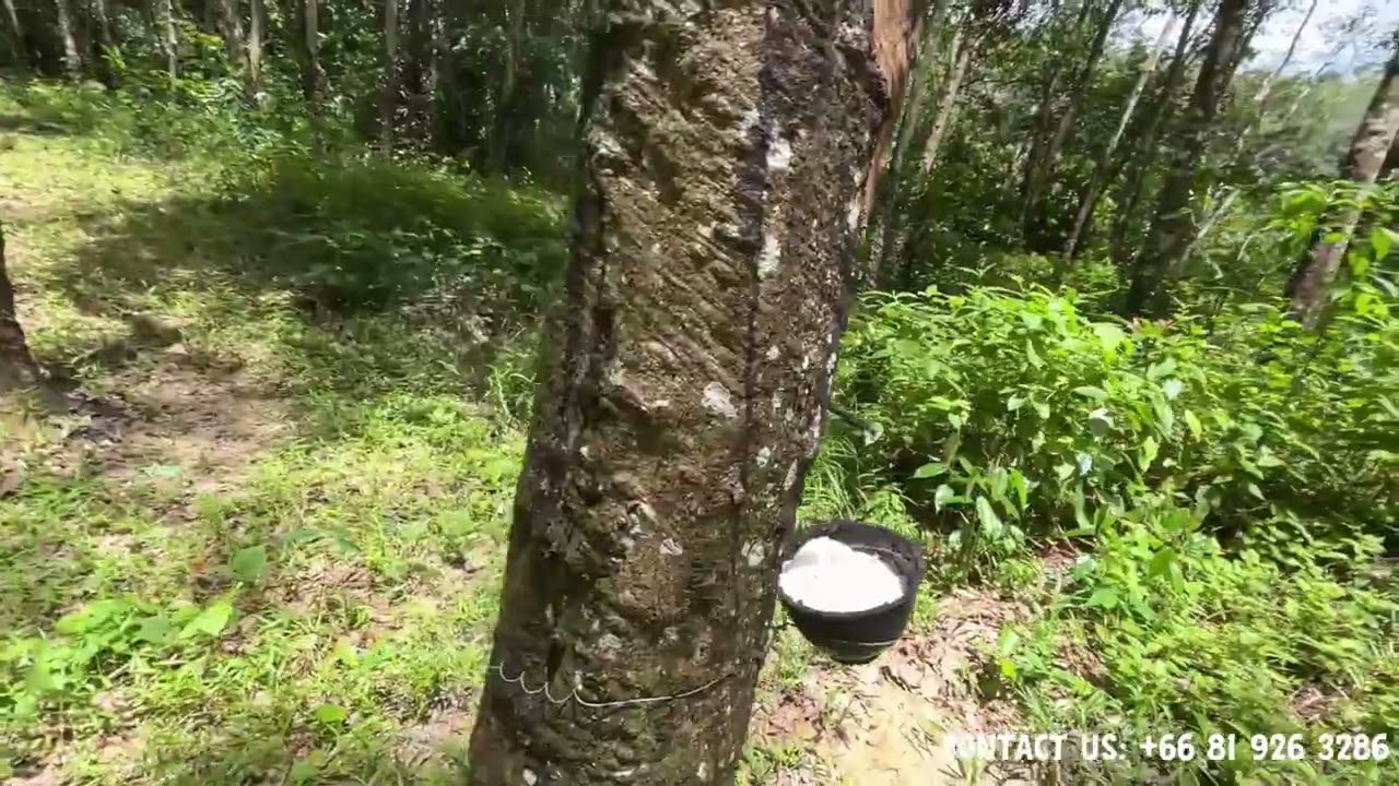 Peaceful 16 rai of rubber plantation land for sale near Ao Phang Nga National Park.