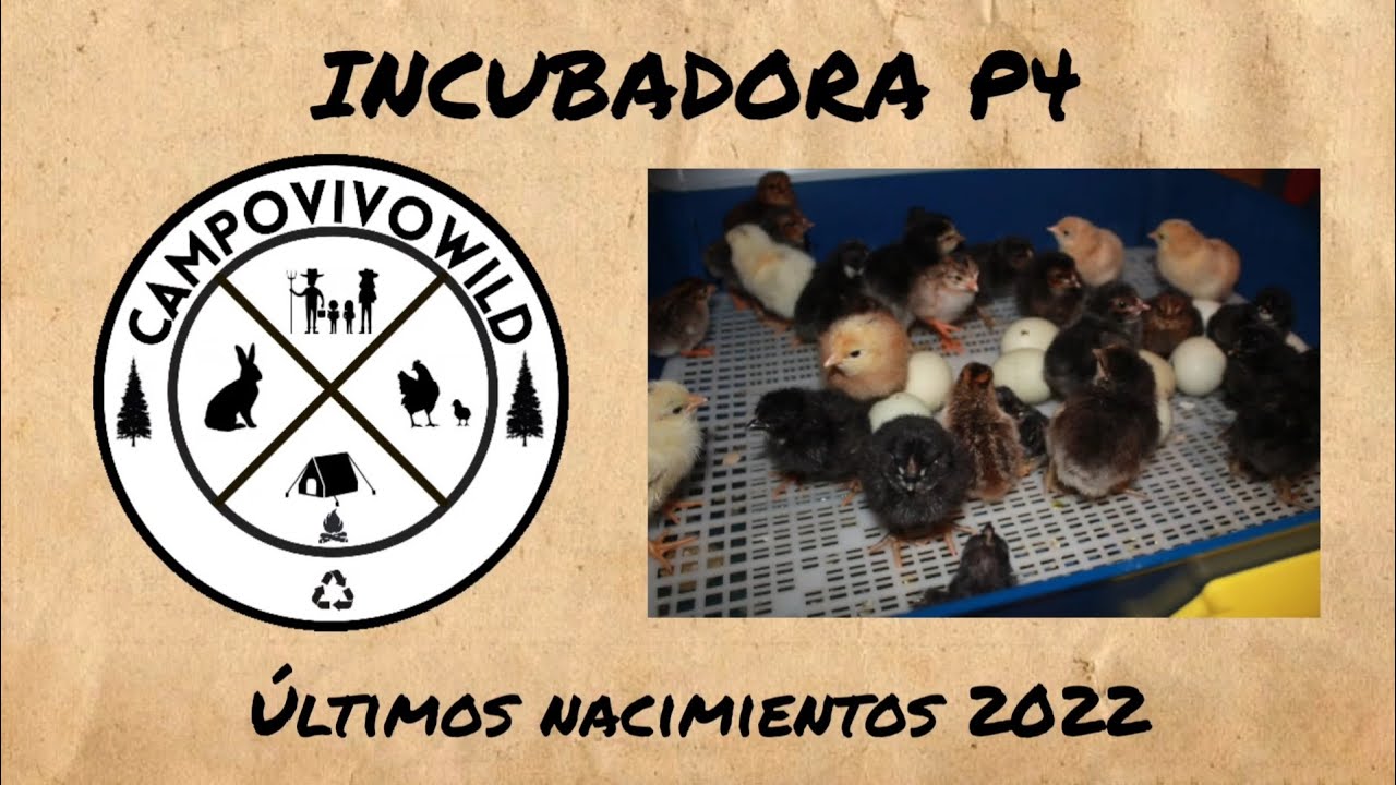 Parte 4 Incubadora / Preguntas y Respuestas