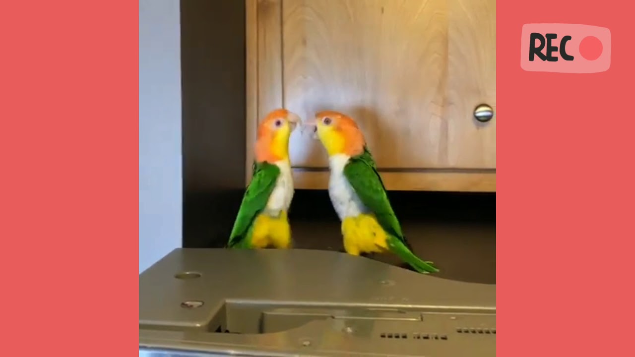 Caique parrots are little characters 😂😍