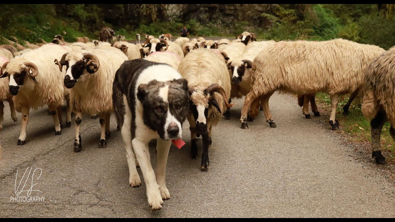 Dupa ce oile s-au ales si le-au imbaiat, am plecat cu turma de mioare la stana din Slivei  Parang!