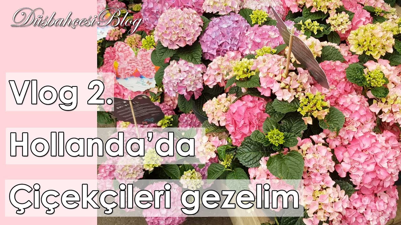 Vlog 2. Hollanda'da çiçekçileri gezelim
