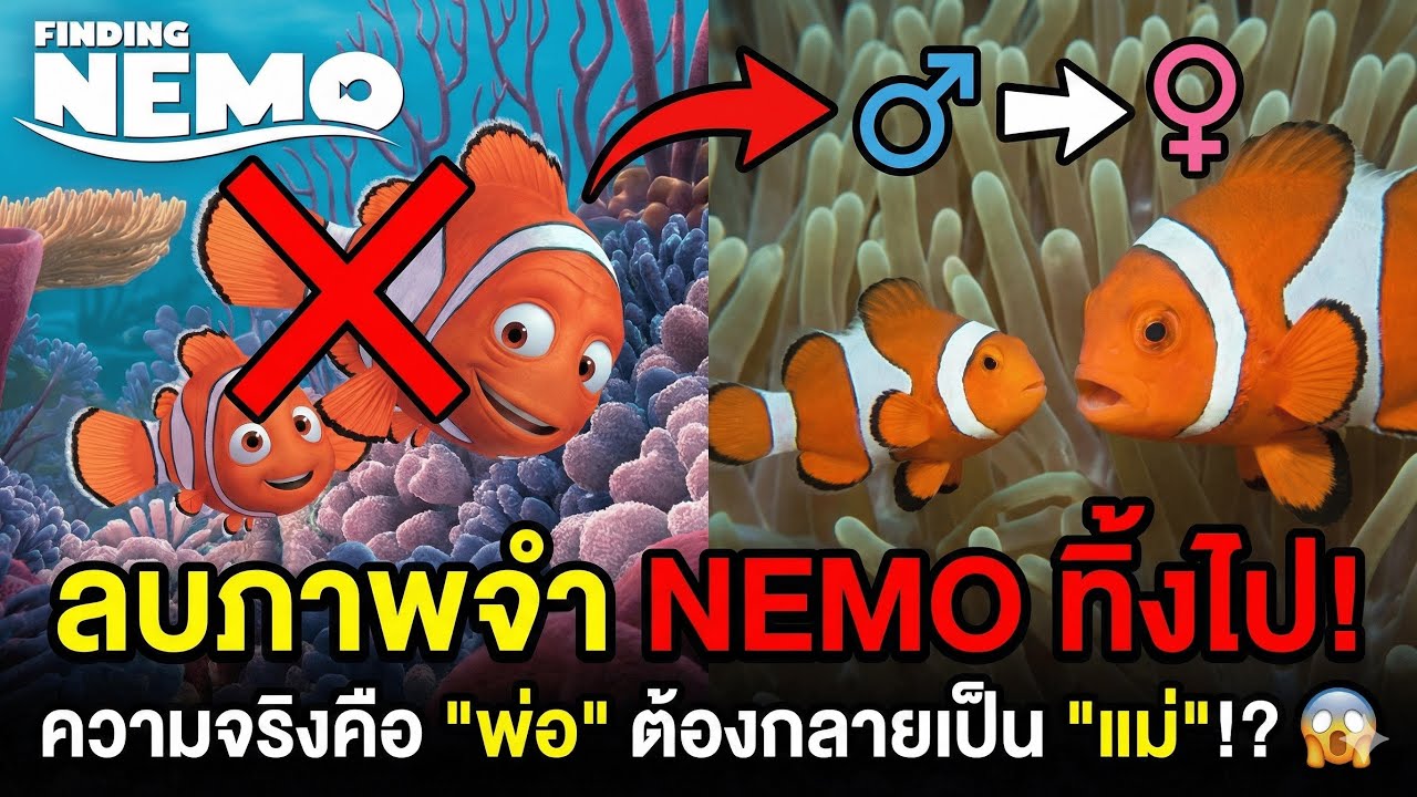 เมื่อปลาเปลี่ยนเพศได้? เรื่องจริงสุดช็อกจากโลกใต้น้ำที่ดิสนีย์ไม่ได้บอก!