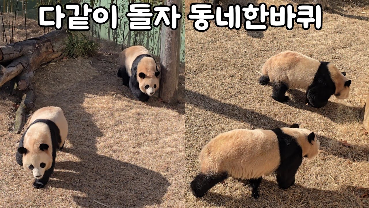 [ep.758]26.02.06 열심히 산책중인 루이후이♡