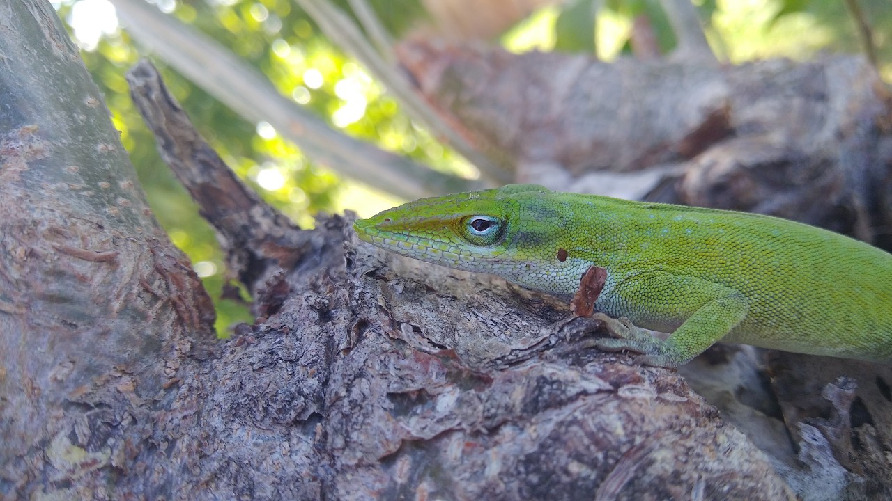 Green Anole Nature Footage 0004 - WAWW's Relaxing Wildlife