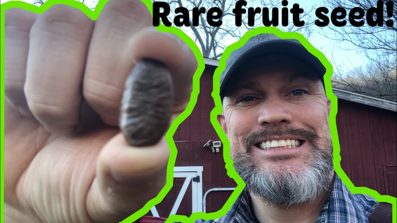 Planting this RARE FRUIT TREE in my Forest!!