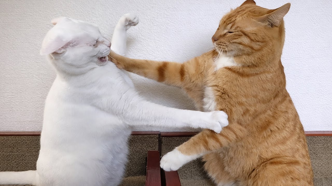 When God Sends You the Funniest 200IQ Cat on Earth 😂Funny Cat Videos 2026😂