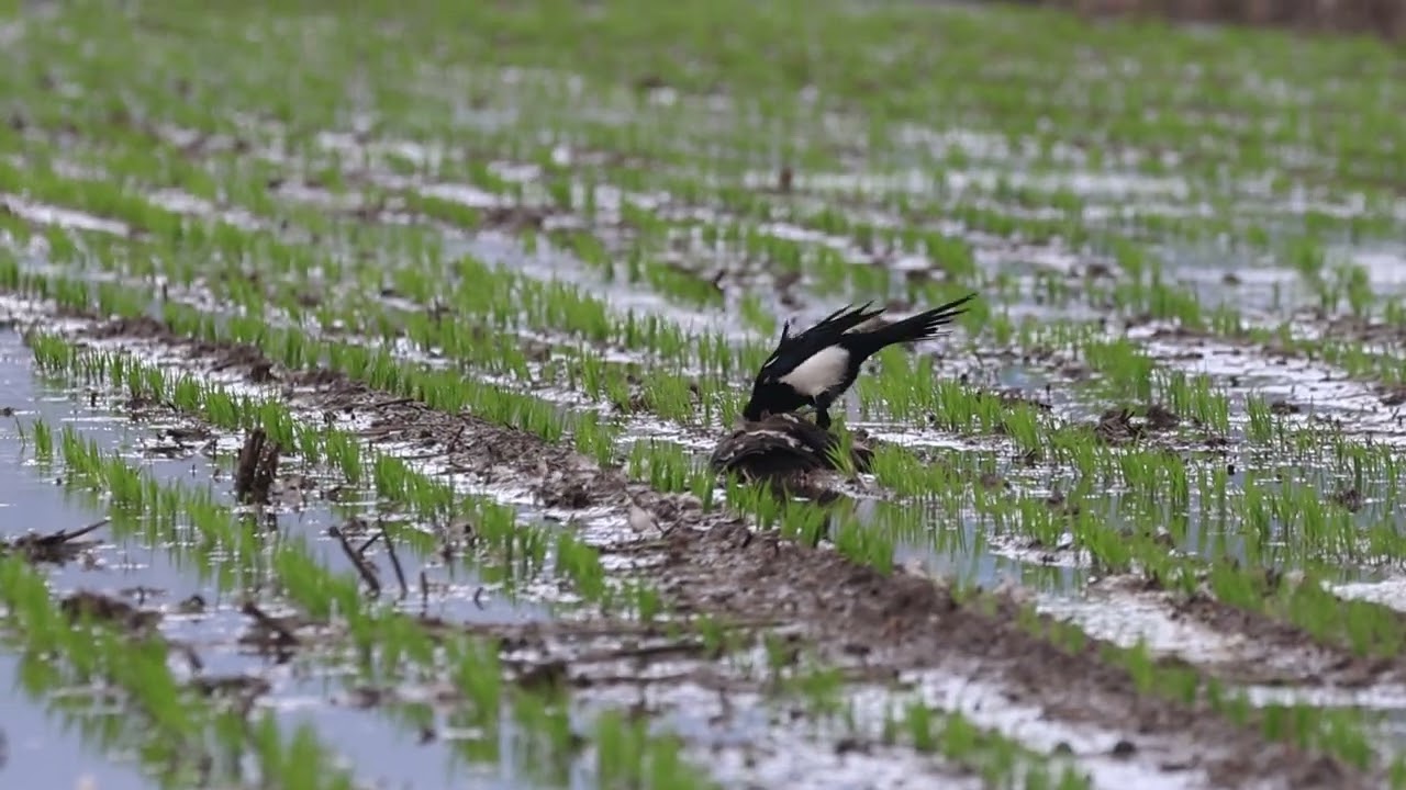 20260307 台北貴子坑大排 喜鵲 Oriental Magpie 