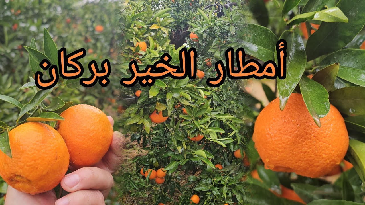 أمطار الخير في إقليم بركان هذا اليوم 🍊 أشجار البرتقال بعد الأمطار 🌧🌧 Berkane 