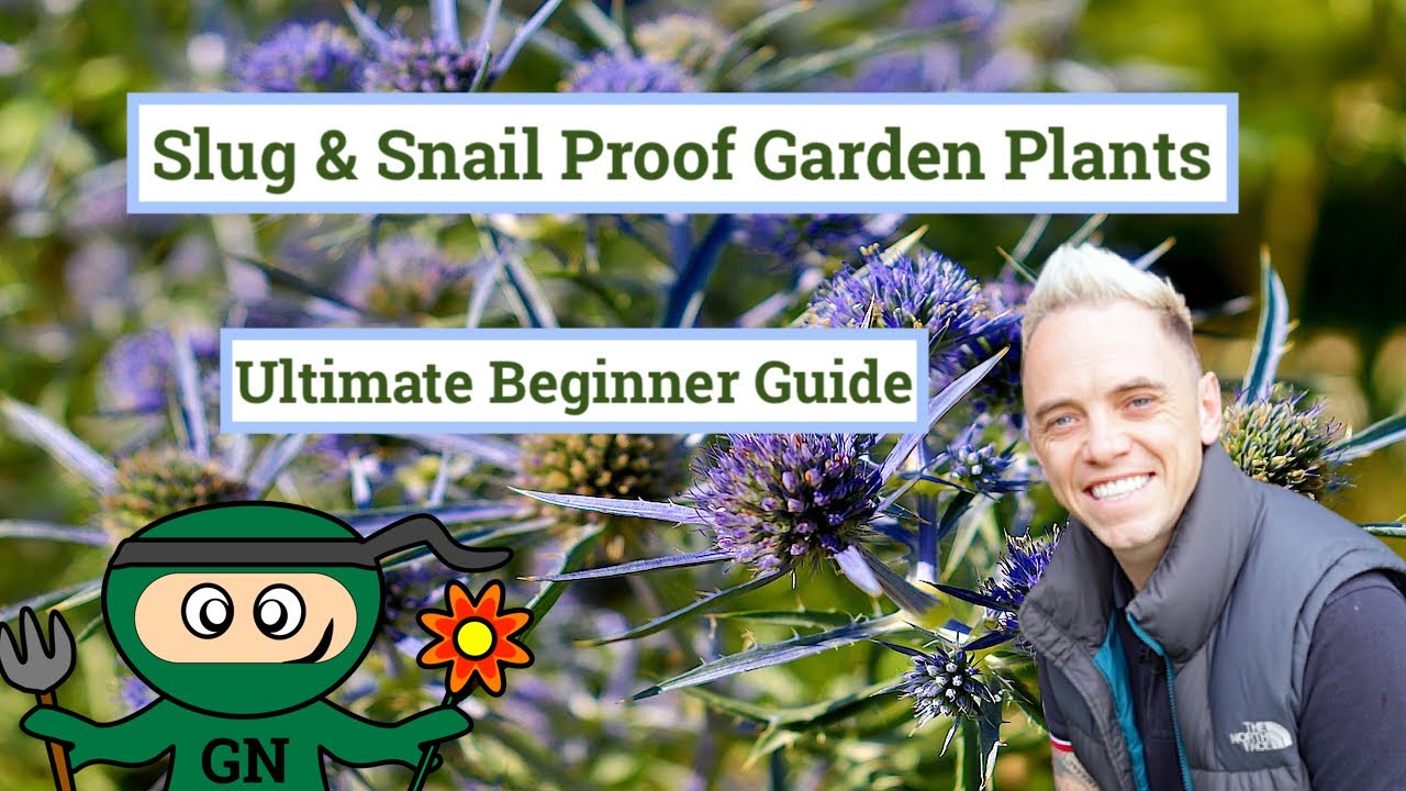 15 Slug & Snail Proof Garden Plants: Stop slugs fast!