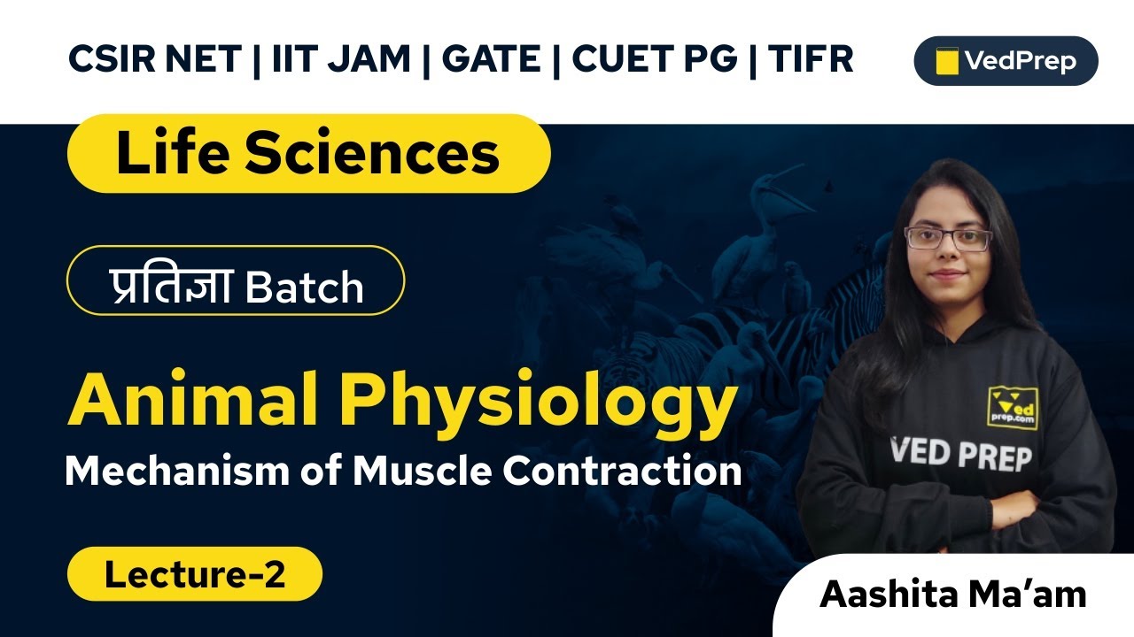 Mechanism of Muscle Contraction | Animal Physiology | CSIR NET | CUET PG | VedPrep Biology Academy