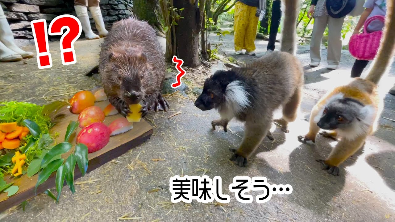 ビーバーのお誕生日を特製ケーキでお祝いしていたら…