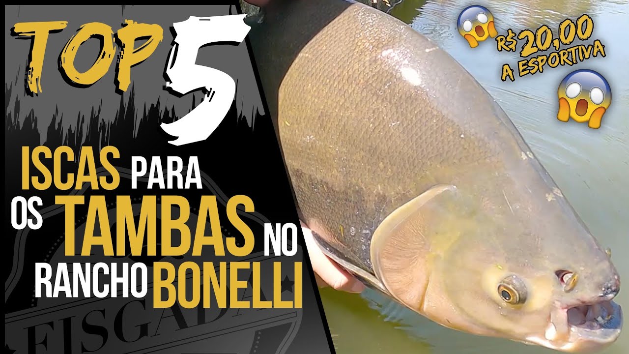 TOP 5 - ISCAS PARA OS TAMBAS NO RANCHO BONELLI, A ESPORTIVA &Eacute; S&Oacute; R$20,00!!!