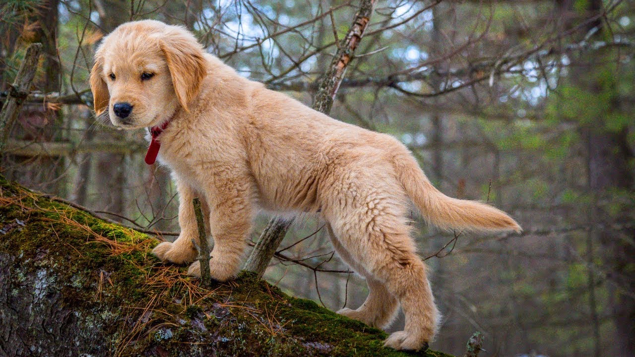 Cali's 2nd Birthday Celebration at the Cabin | Man's Best Friend
