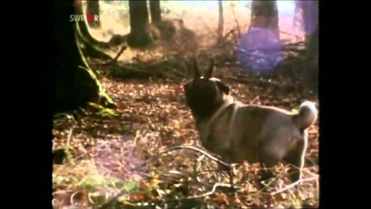 Tierstunde...Der Waldmops, Antilope und Co