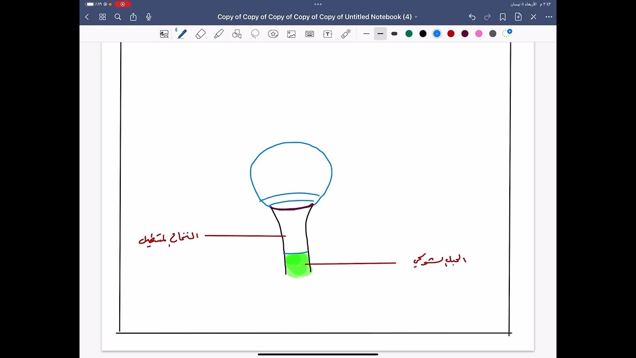 دماغ الحمامة/ رسمه بطريقة سهلة
