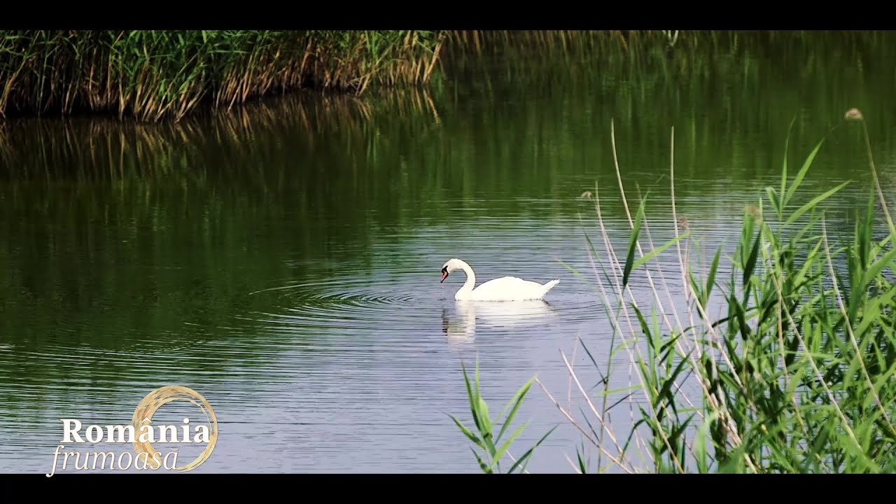România Frumoasă. „Delta dintre blocuri” - Parcul Natural Văcărești (13 09 2020)