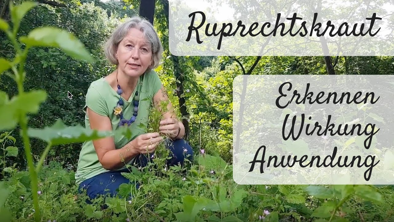 🌻 Storchenschnabel - Ruprechtskraut erkennen – Wildkräuter sammeln / Wirkung & Anwendung