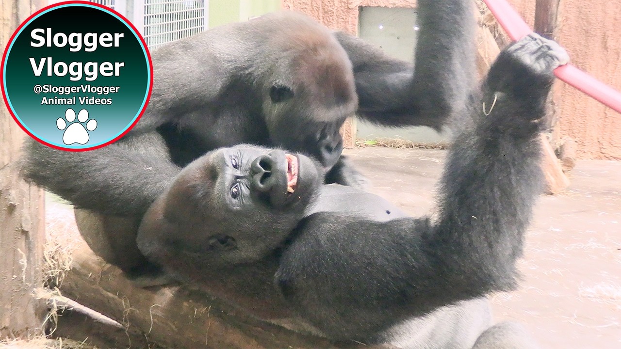 Silverback Lope Charges as Aybo Kicks the Metal Door