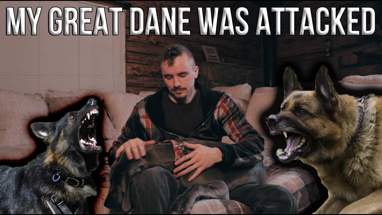 Great Dane Attacked at Dog Park