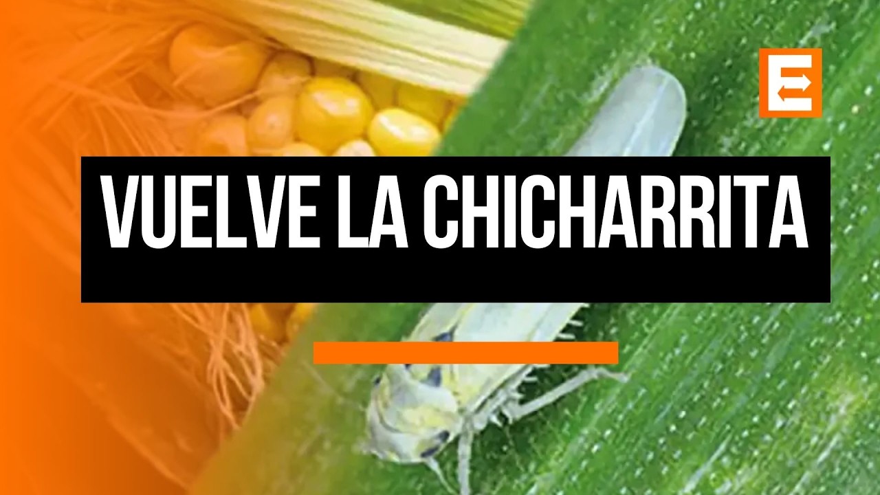Preocupación en el campo por el regreso de la chicharrita
