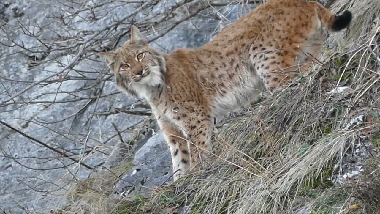 LYNX, RENCONTRE INCROYABLE ! Pays-d'Enhaut, Vaud, Suisse/SWISS  LYNX, AMAZING ENCOUNTER vidéo courte