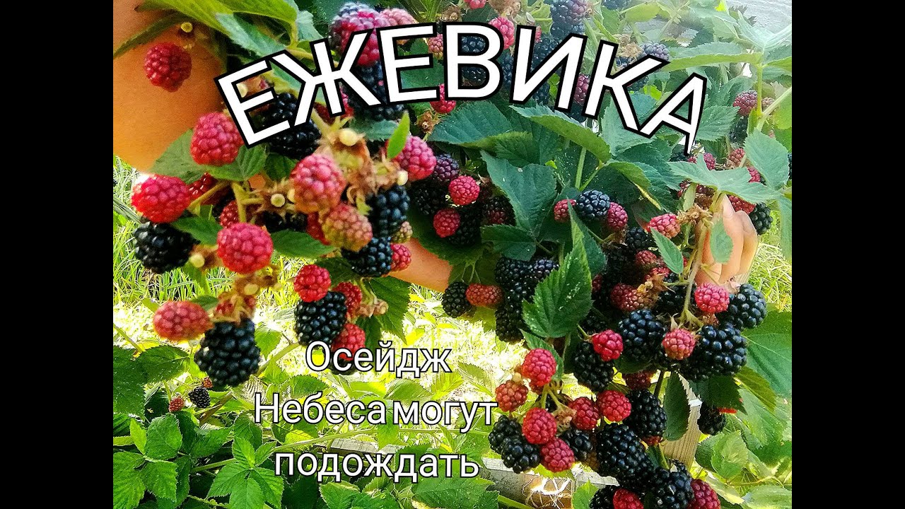 ЕЖЕВИКА/ сорт ОСЕЙДЖ/ НЕБЕСА МОГУТ ПОДОЖДАТЬ/ ОБЗОР/ Бесшипные, вкусные сорта ежевика/ #blackberry