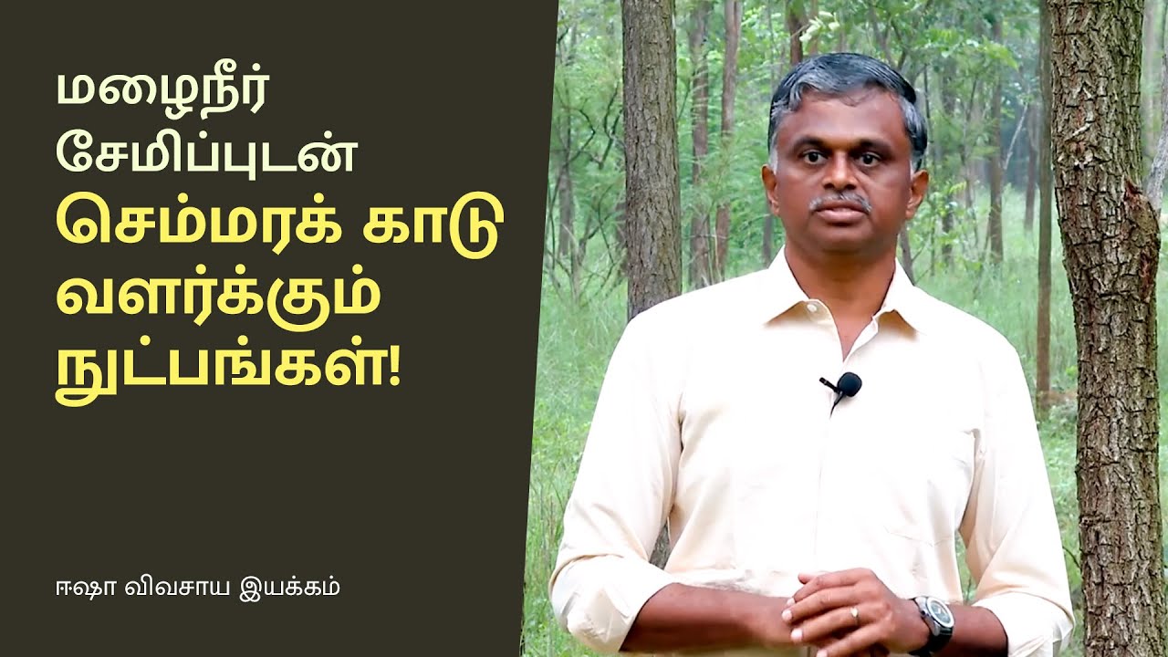 மழைநீர் சேமிப்புடன் செம்மரக் காடு வளர்க்கும் நுட்பங்கள்!