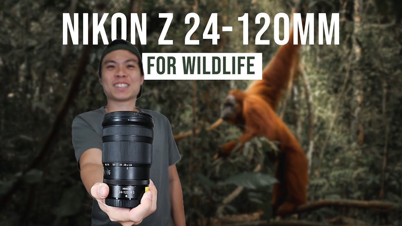 Nikon Z 24-120mm F4 - The Most Overlooked Wildlife Lens