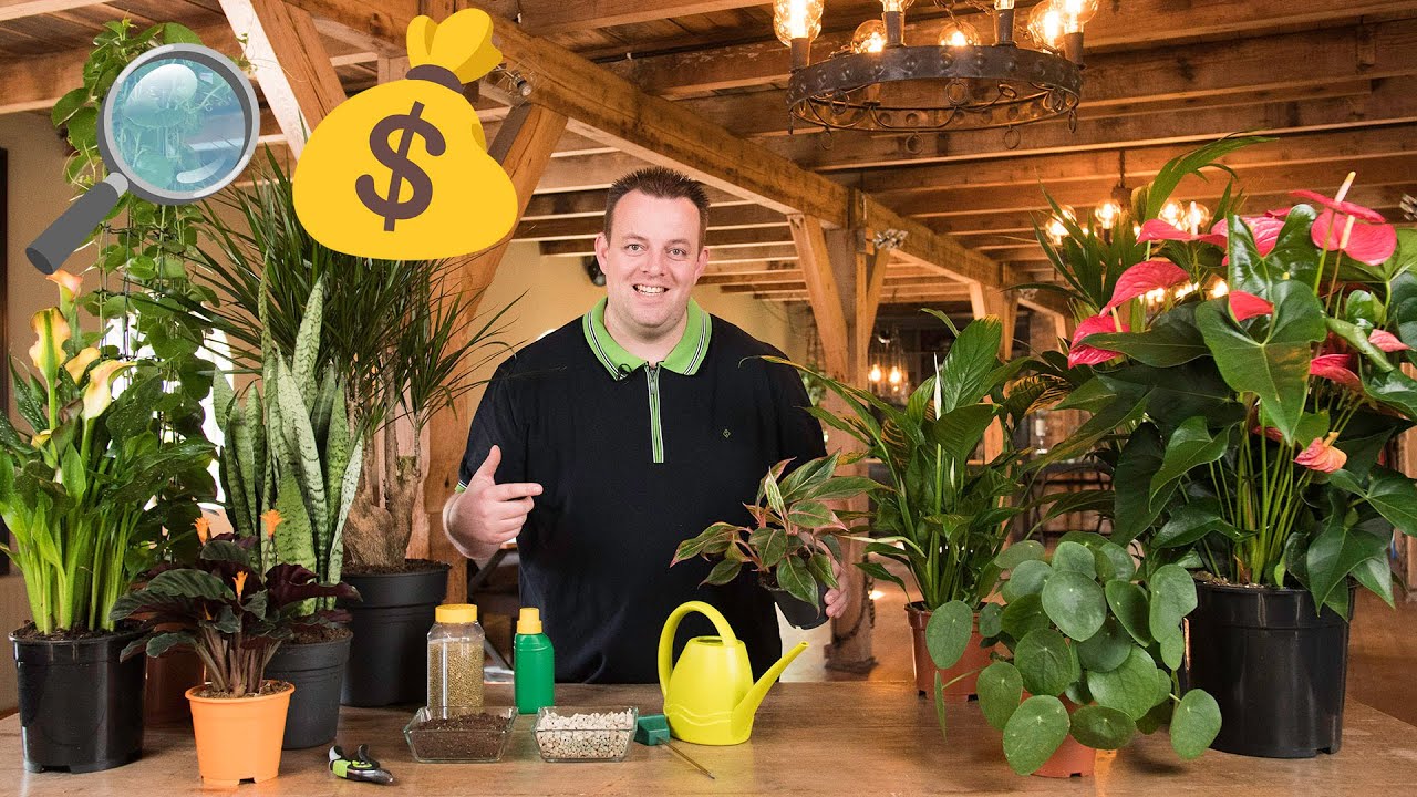 Tips voor het kopen van de juiste kamerplant