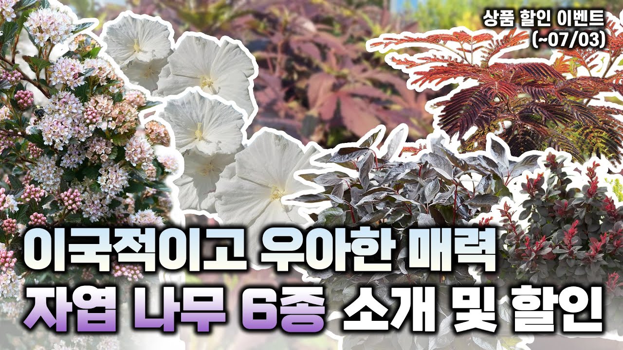 여름 느낌 물씬🏖️이국적인 매력이 가득한 자엽 나무 6종💜 품종별 설명과 할인이벤트까지‼️